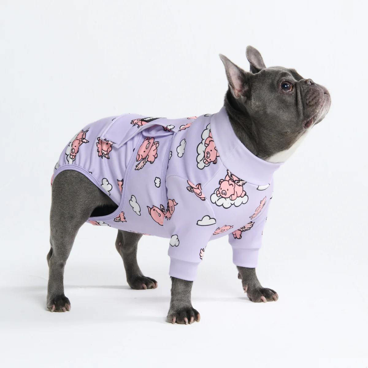 犬用術後ウェア- ホエン・ピッグス・フライ - Image 11