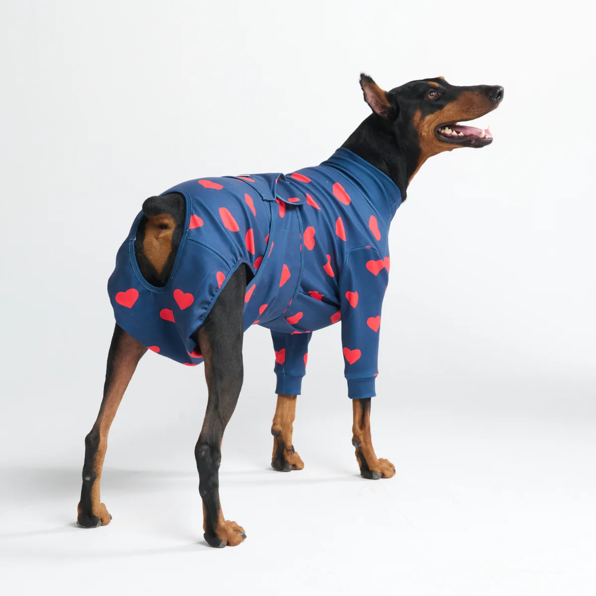 犬用術後ウェア - ハート - Image 10
