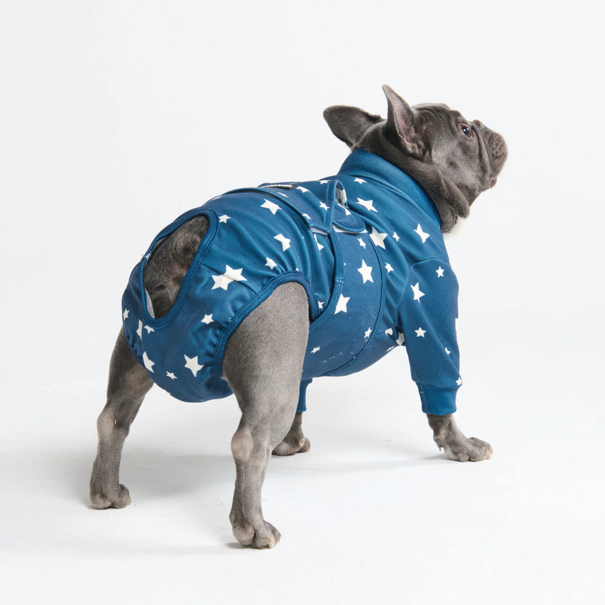 犬用術後ウェア - スター - Image 11