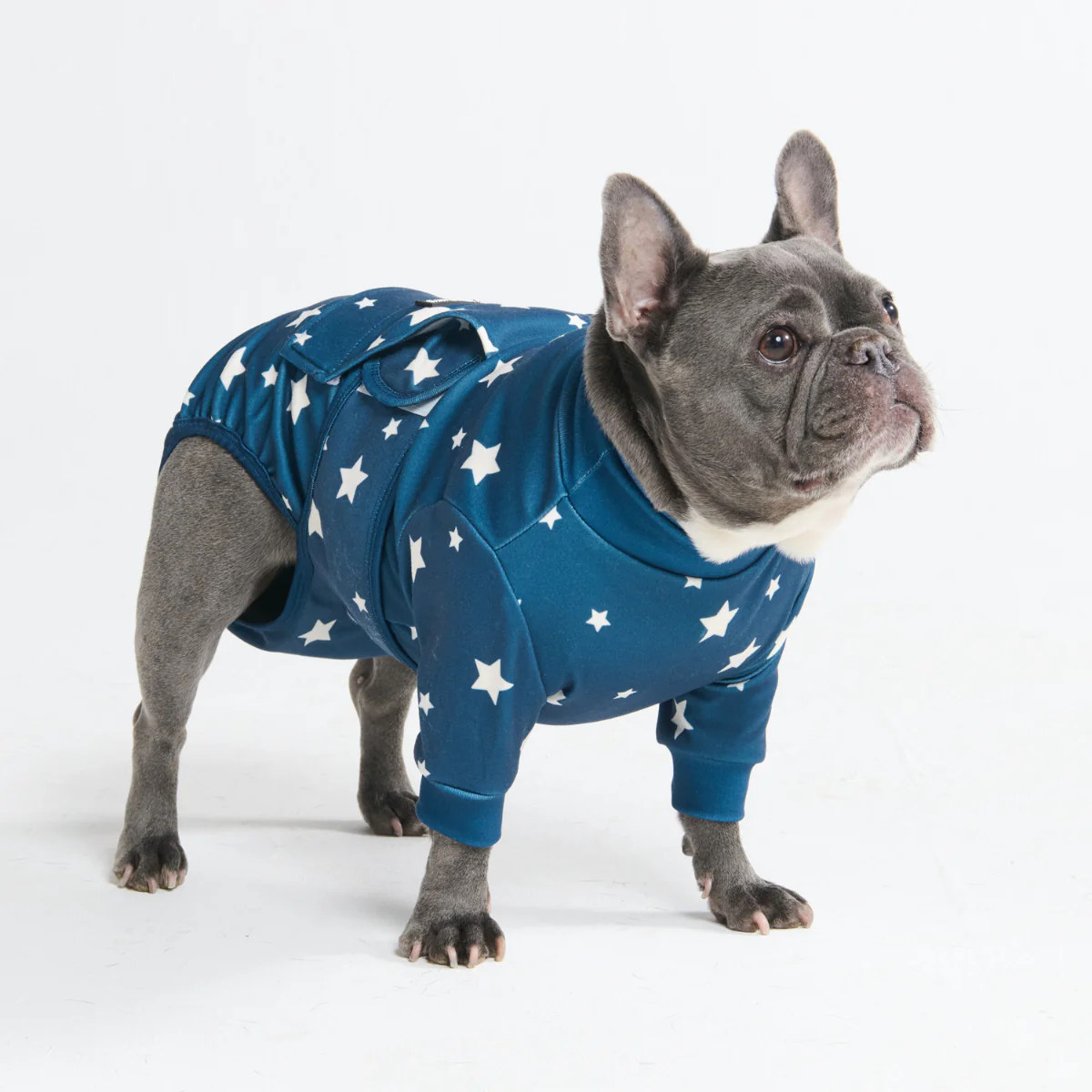 犬用術後ウェア - スター - Image 10