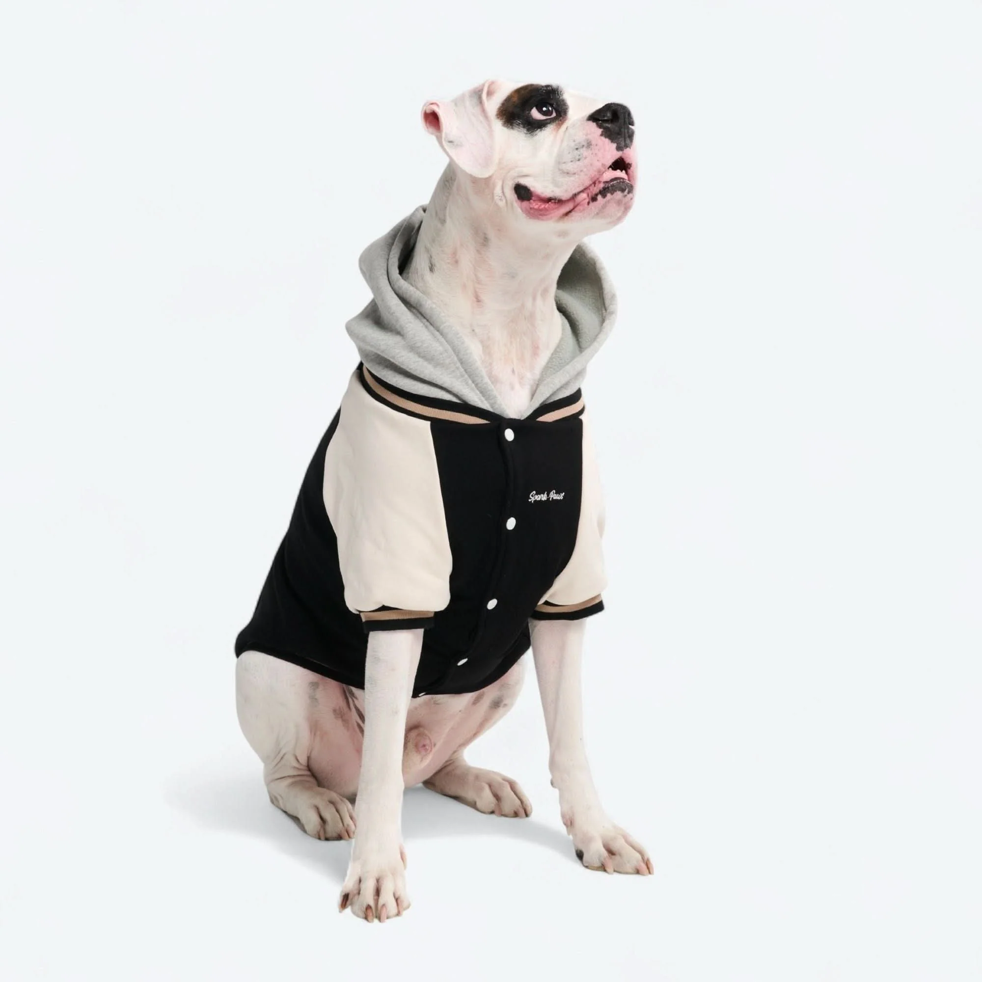 犬用バーシティジャケット - ブラック - Image 3