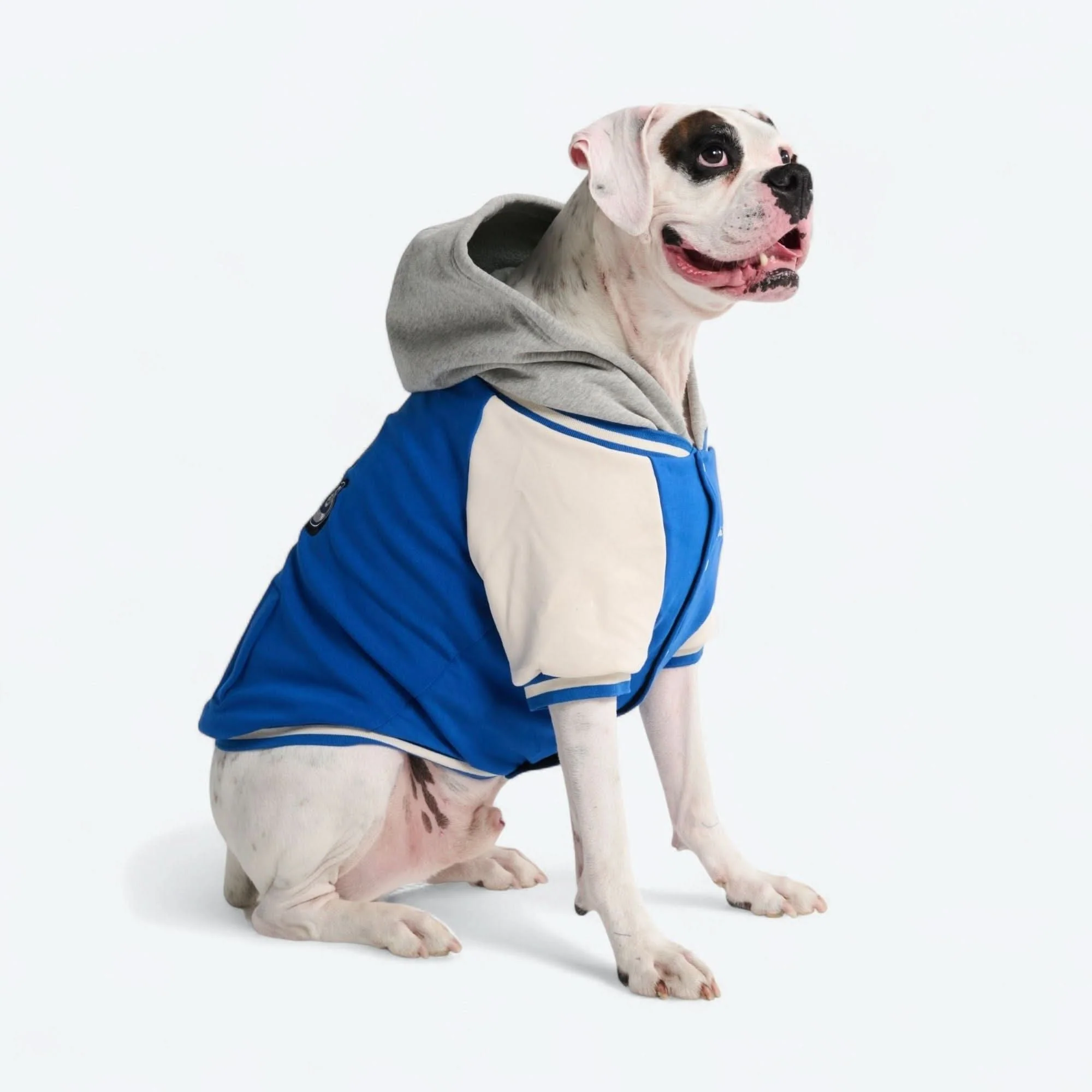 犬用バーシティジャケット - ブルー - Image 8