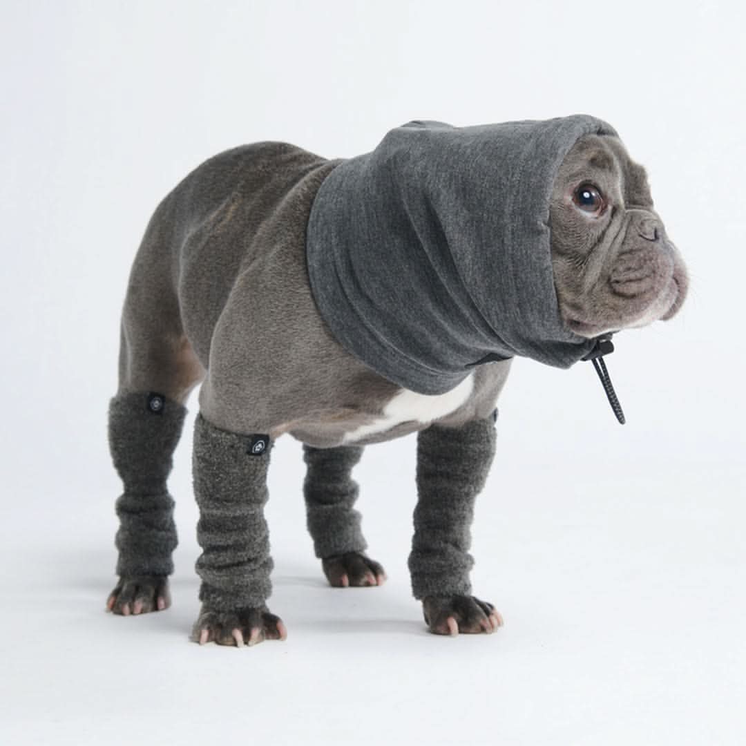 不安鎮静犬イヤーマフプロテクター - 灰色 - Image 3