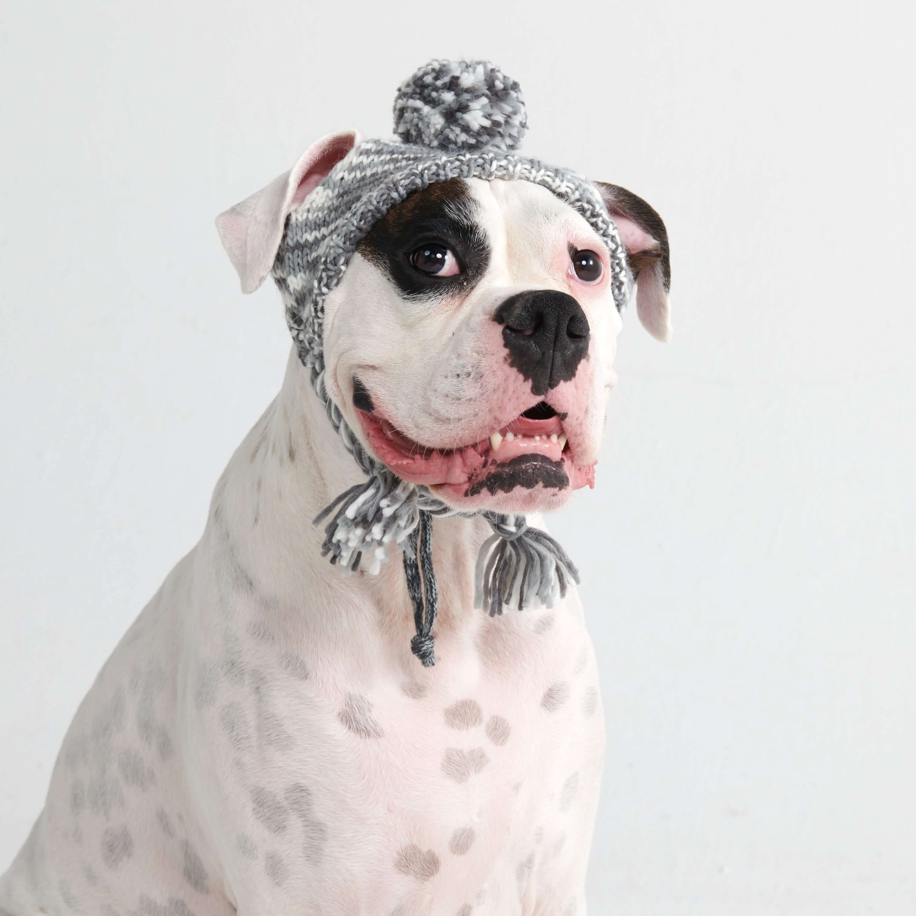 ニットポンポン犬用ビーニーハット - 多数 - Image 7