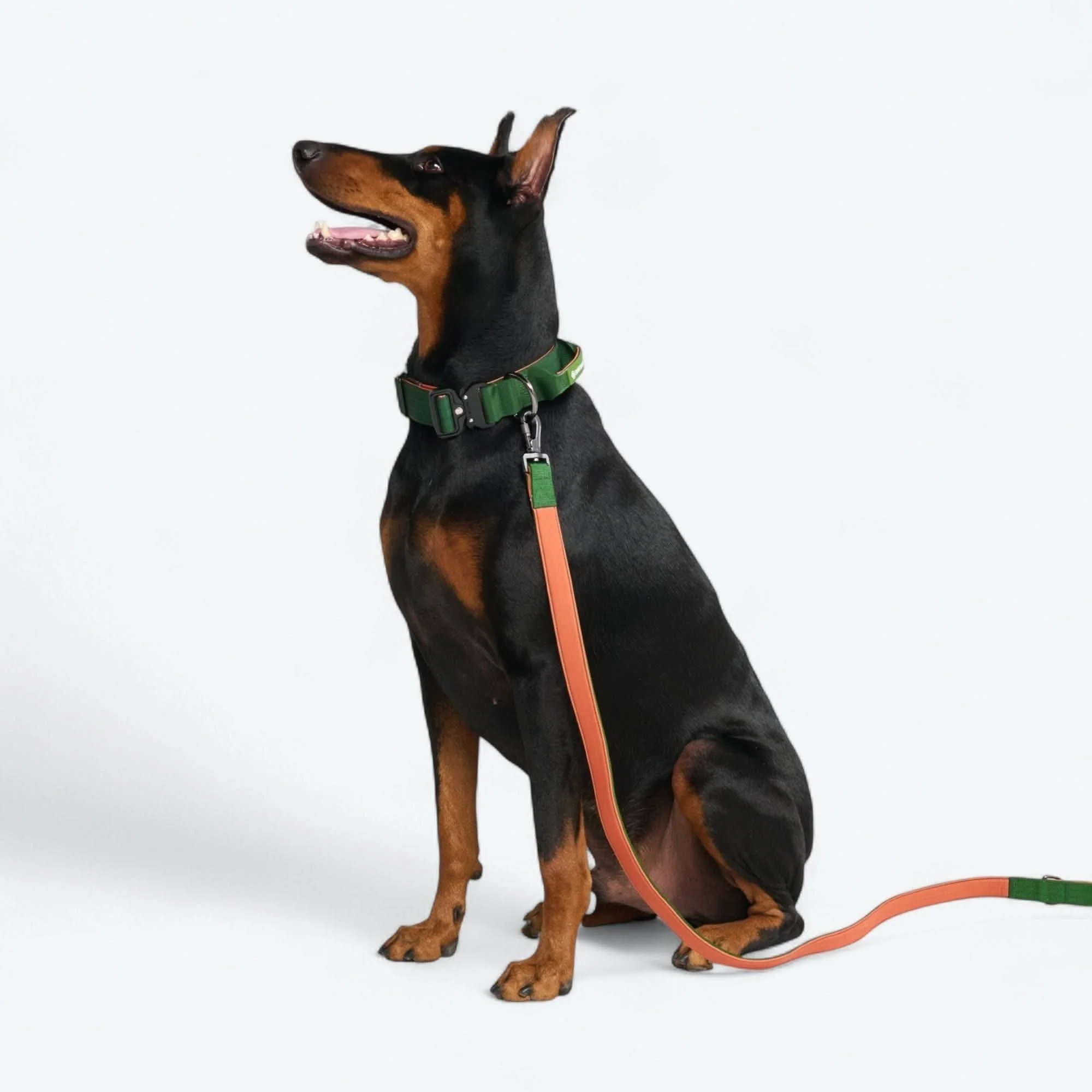 戦術的な犬用首輪セット - マルチカラー (2"/5cm) - Image 74