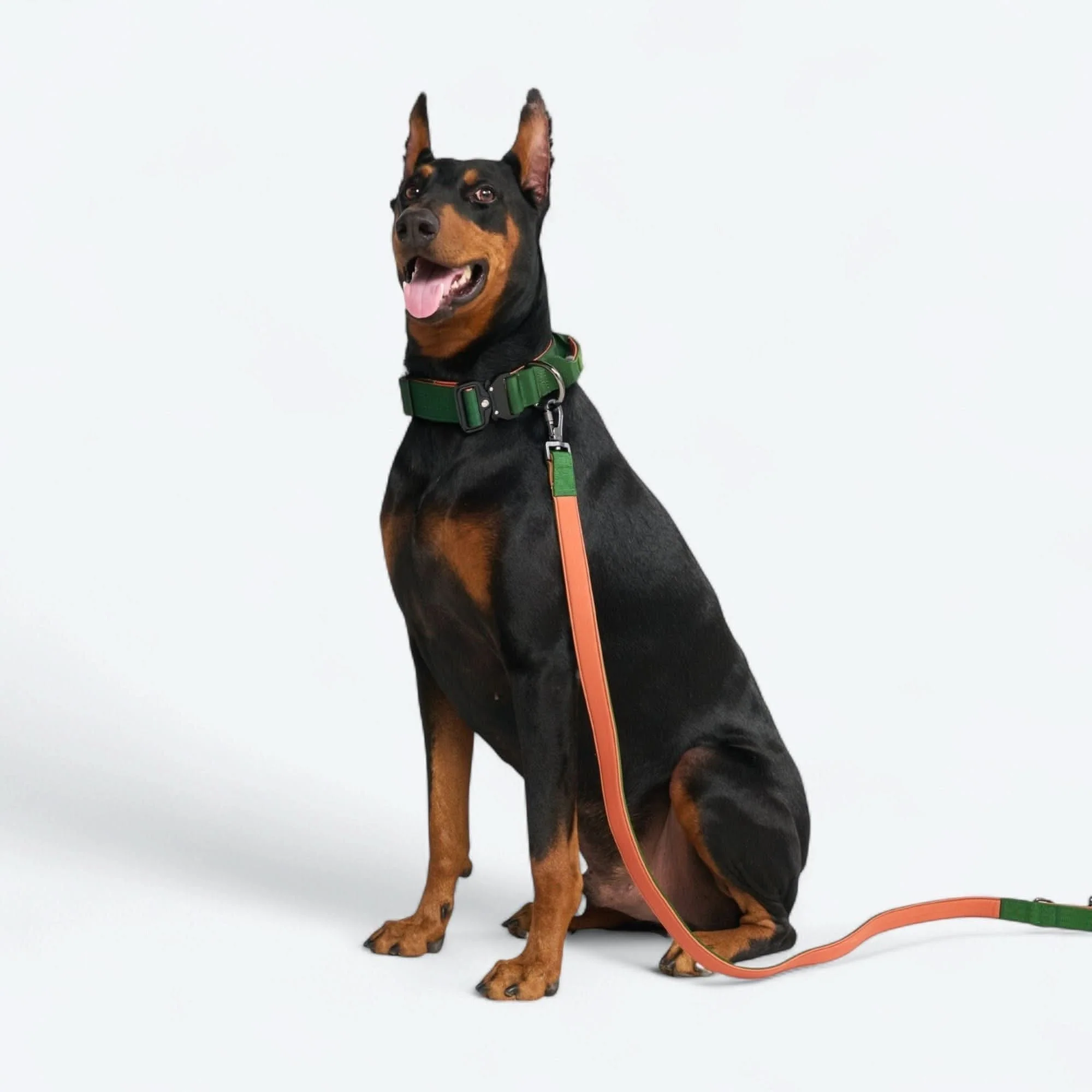 戦術的な犬用首輪セット - マルチカラー (2"/5cm) - Image 76